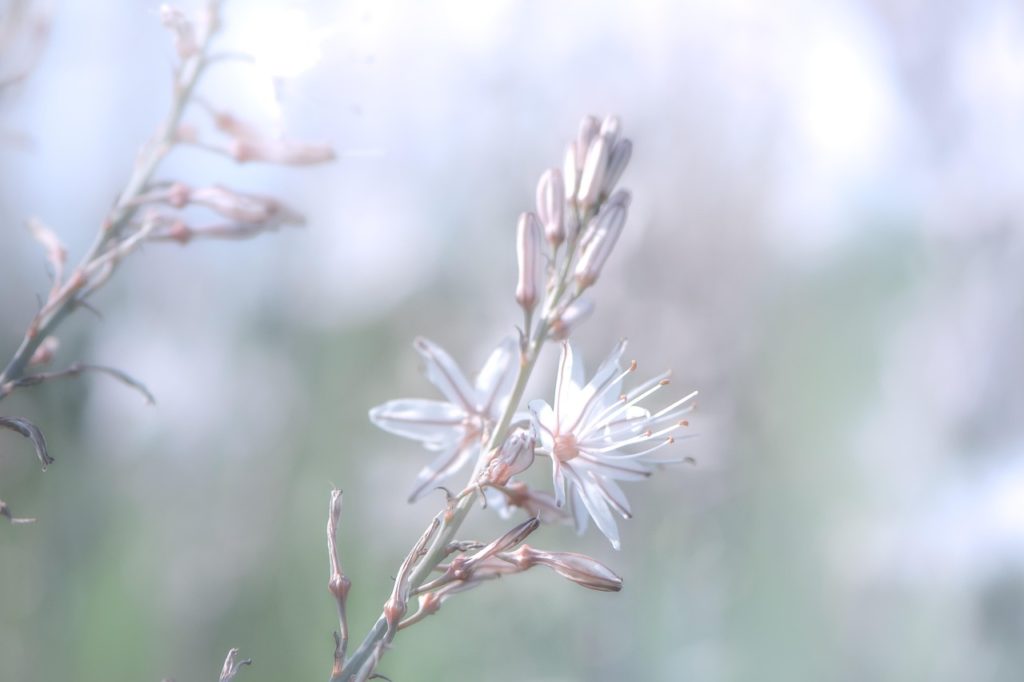 flowers, wildflowers, bloom, blossom, floriculture, horticulture, nature background, hd wallpaper, botany, flora, nature, plant, bokeh, garden, beautiful flowers, illusion, flower background, vibration, fly, flower wallpaper, nature wallpaper, soul, peaceful, cool wallpaper, calm, beautiful nature, poetical, delicate